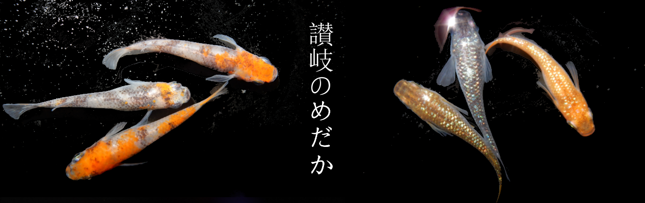 飼育方法豆知識 香川県産の希少なメダカ 金魚の販売 讃岐のめだか