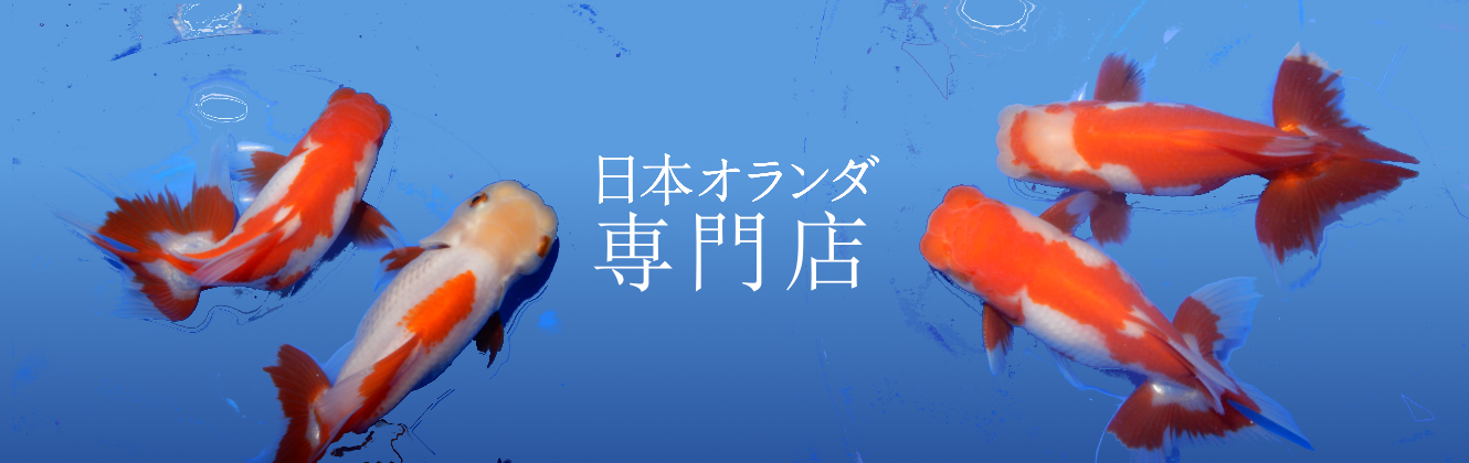 日本オランダ 香川県産の希少なメダカ 金魚の販売 讃岐のめだか