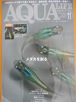 月刊アクアライフ11月号 メダカを創る　定価1200円（同梱不可）