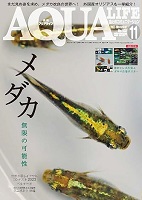月刊アクアライフ2023年11月号 メダカ 無限の可能性　定価1200円（同梱不可）